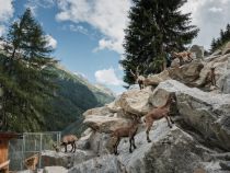 Steinböcke und Murmeltiere bewundern und Wertvolles im Museum erfahren - das geht im Tiroler Steinbockzentrum. • © Thomas Schrott, himmel